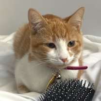 Thumbnail photo of Apricot #2