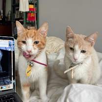 Thumbnail photo of Apricot #3