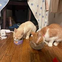 Thumbnail photo of Apricot #4