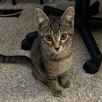 Thumbnail photo of Mickey #1