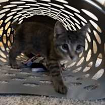 Thumbnail photo of Mickey #2