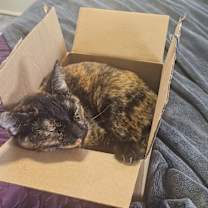 Thumbnail photo of Cat #1