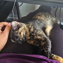 Thumbnail photo of Cat #4