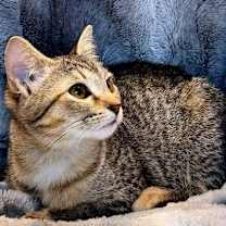 Thumbnail photo of KITTEN ECHO #4