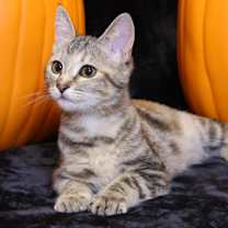 Thumbnail photo of Bluey #1