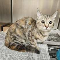 Thumbnail photo of Bluey #3