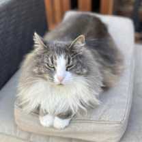 Thumbnail photo of Mama #3