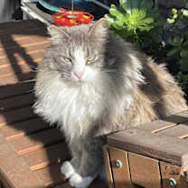 Thumbnail photo of Mama #4