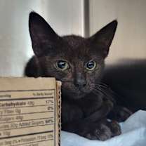 Thumbnail photo of Apple TV #2