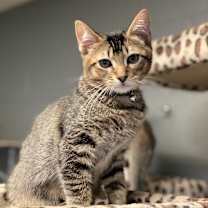 Thumbnail photo of Joshua (C000-661) - Costa Mesa Location #1