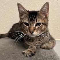 Thumbnail photo of Joshua (C000-661) - Costa Mesa Location #4