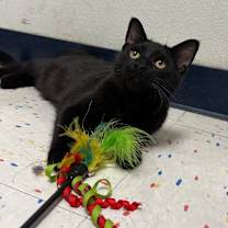 Thumbnail photo of Thor #4