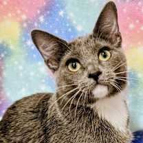 Thumbnail photo of Nova- RC PetSmart #3