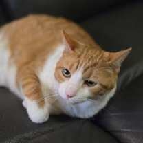 Thumbnail photo of Bella #3