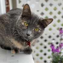 Thumbnail photo of Danni #4