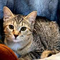 Thumbnail photo of KITTEN ECHO #3