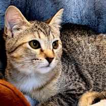 Thumbnail photo of KITTEN ECHO #1