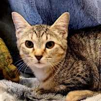 Thumbnail photo of KITTEN ECHO #2