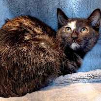 Thumbnail photo of KITTEN FABLE #1