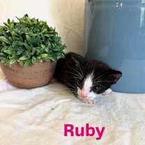 Thumbnail photo of Ruby #4