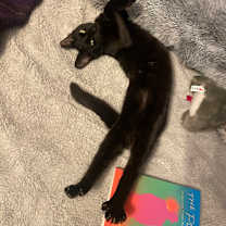 Thumbnail photo of Surf #1