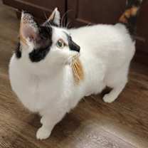 Thumbnail photo of Soko #3