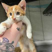 Thumbnail photo of Norbit #2