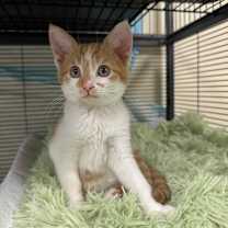 Thumbnail photo of Norbit #3