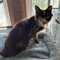 Thumbnail photo of Seraphina #1