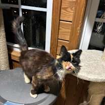 Thumbnail photo of Seraphina #3