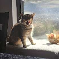 Thumbnail photo of Momma Eva #4