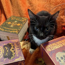 Thumbnail photo of Gemini #4