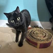 Thumbnail photo of Bebe #1