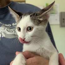 Thumbnail photo of Clark Kent #2