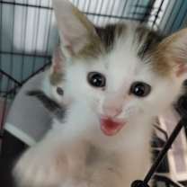 Thumbnail photo of Clark Kent #3