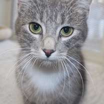 Thumbnail photo of Sophie #1