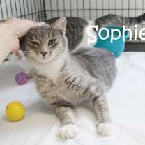 Thumbnail photo of Sophie #2