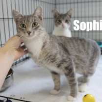 Thumbnail photo of Sophie #3
