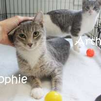 Thumbnail photo of Sophie #4
