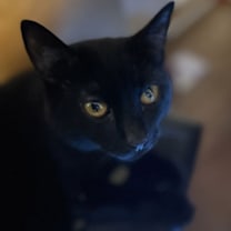 Thumbnail photo of Minnie #3