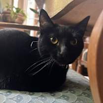 Thumbnail photo of Whiskers #2