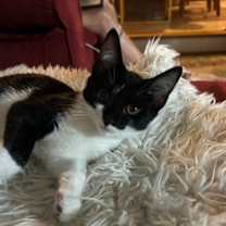 Thumbnail photo of Gemini25 #1