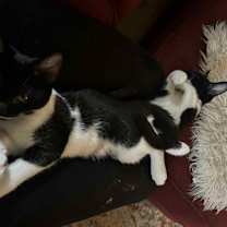 Thumbnail photo of Gemini25 #2