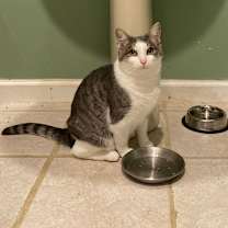 Thumbnail photo of Kitty/Madeline #1