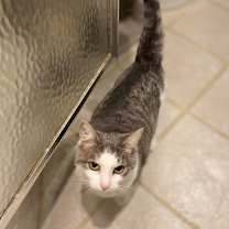 Thumbnail photo of Kitty/Madeline #4