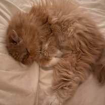 Thumbnail photo of Gremlin #4