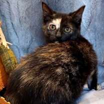 Thumbnail photo of KITTEN FABLE #3