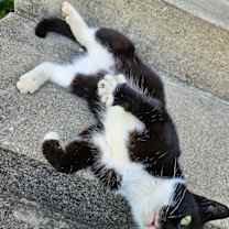 Thumbnail photo of Scratchy #1