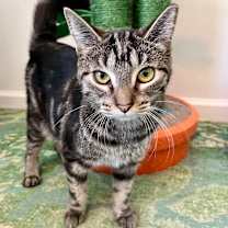 Thumbnail photo of Anise #1