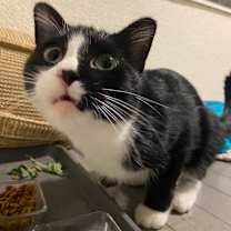 Thumbnail photo of Scrabble C66774 #3